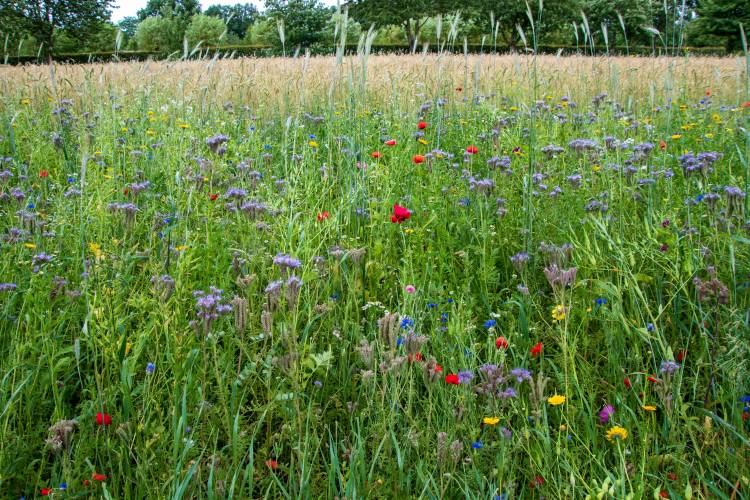 Beleef natuur op de Open Dag van Greun Hoolt’n 