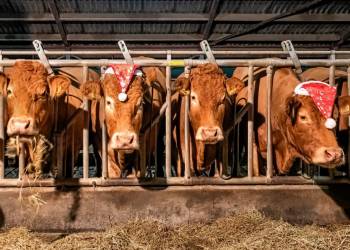 BC Holten Badminton Toernooi terug van weggeweest badmintonclub 