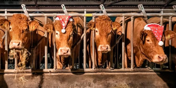 Boeren zetten Salland in de spotlights 