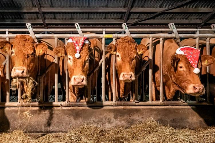 Boeren zetten Salland in de spotlights 