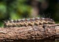 Caterpillar on plant branch in forest