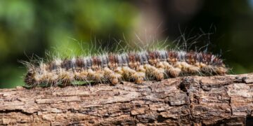 HoltensNieuws.nl Weerman Freddie Paalman Weerman Freddie Paalman daglicht