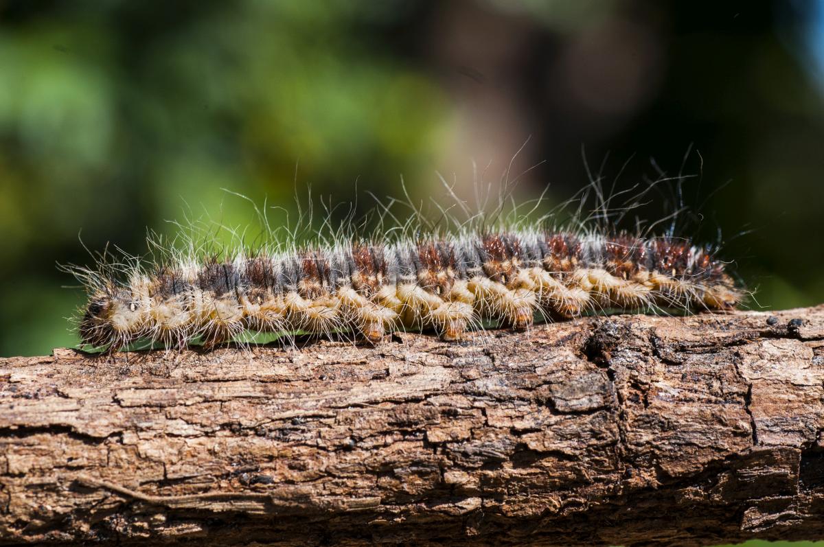 Bestrijding eikenprocessierups begint weer