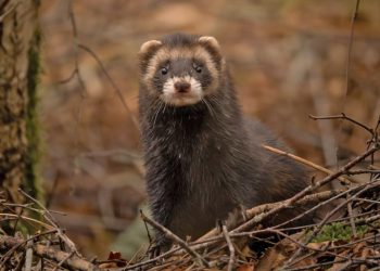 HoltensNieuws.nl De hei op De hei op