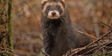 HoltensNieuws.nl Weerman Freddie Paalman Weerman Freddie Paalman daglicht