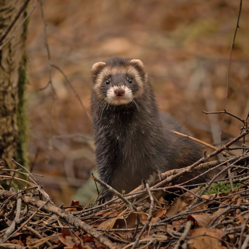 Expositie Natuurfocus in Kulturhus Holten