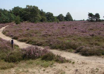 HoltensNieuws.nl “ MONDGEUR” “ MONDGEUR”