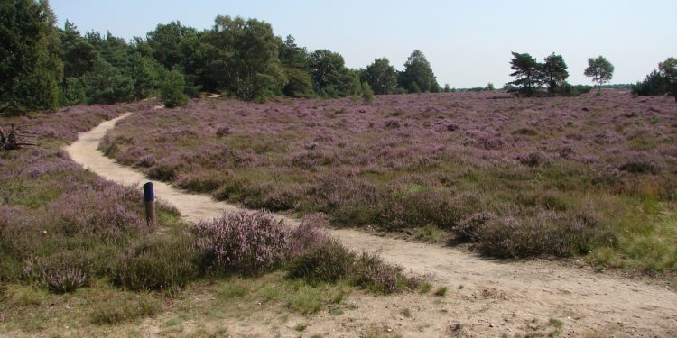 HoltensNieuws.nl Provincie start gebiedsgericht proces in en rondom Natura 2000-gebied Borkeld Provincie start gebiedsgericht proces in en rondom Natura 2000-gebied Borkeld