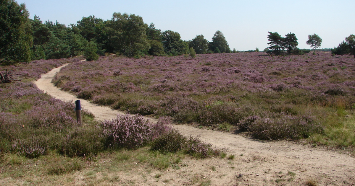Provincie start gebiedsgericht proces in en rondom Natura 2000-gebied Borkeld