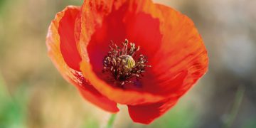 HoltensNieuws.nl Weerman Freddie Paalman Weerman Freddie Paalman daglicht