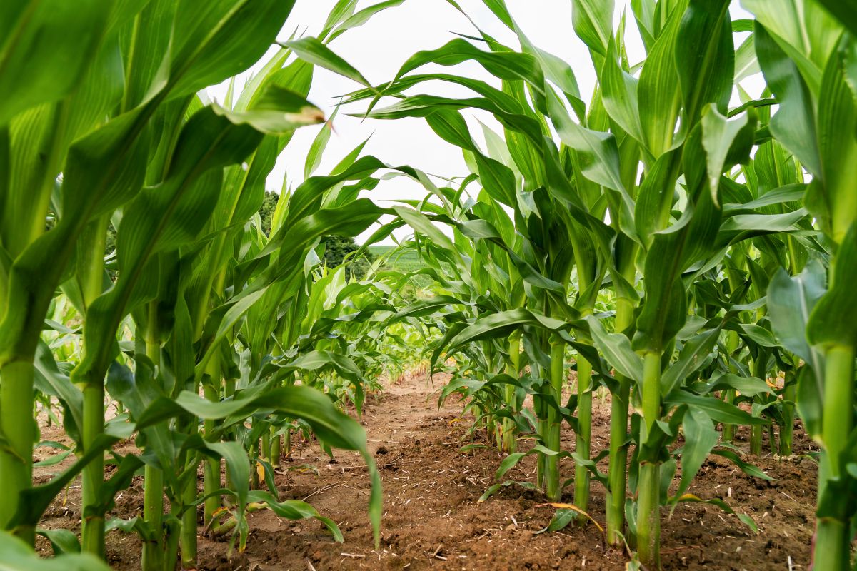 Extra opletten tijdens de oogsttijd